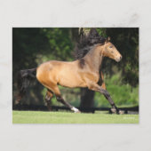 Carte Postale Bob Langrish | Buckskin Lusitano Running (Devant)