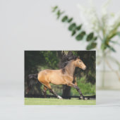 Carte Postale Bob Langrish | Buckskin Lusitano Running (Debout devant)