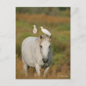 Carte Postale Bob Langrish | Camargue gris avec deux oiseaux (Devant)