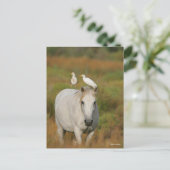 Carte Postale Bob Langrish | Camargue gris avec deux oiseaux (Debout devant)