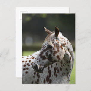 Carte Postale Bob Langrish   Capture d'écran Appaloosa Standing