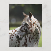 Carte Postale Bob Langrish | Capture d'écran Appaloosa Standing (Devant)