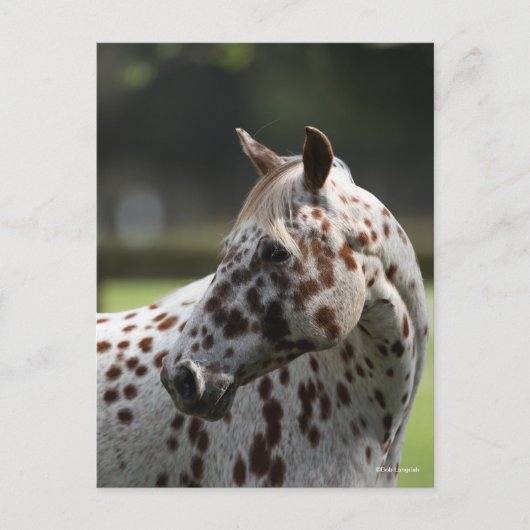 Carte Postale Bob Langrish | Capture d'écran Appaloosa Standing (Devant)