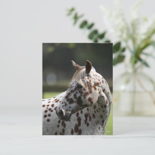 Carte Postale Bob Langrish | Capture d'écran Appaloosa Standing (Debout devant)