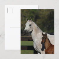 Bob Langrish | Capture d'écran Arab Mare and Foot