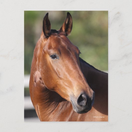 Carte Postale Bob Langrish | Capture d'écran de Bay Andalucian (Devant)