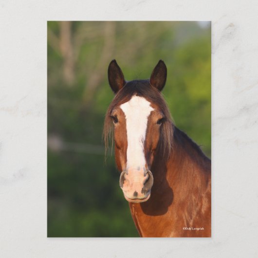 Carte Postale Bob Langrish | Capture d'écran de Clydesdale (Devant)