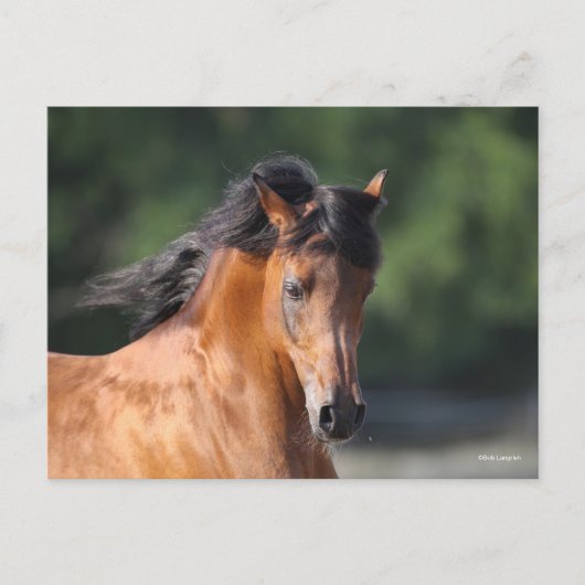 Carte Postale Bob Langrish | Capture d'écran de la baie arabe (Devant)