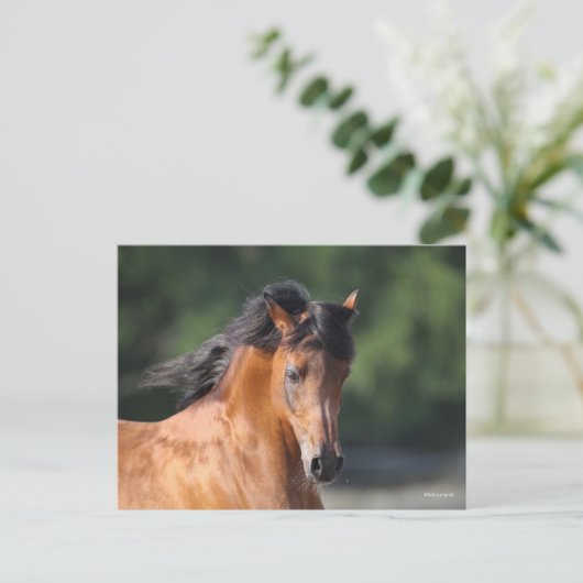 Carte Postale Bob Langrish | Capture d'écran de la baie arabe (Debout devant)