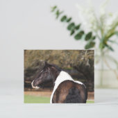 Carte Postale Bob Langrish | Capture d'écran de la bannière tzig (Debout devant)