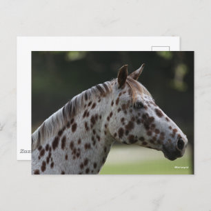 Carte Postale Bob Langrish   Capture d'écran de Spotty Appaloosa