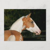 Carte Postale Bob Langrish | Capture d'écran du cheval de peintu (Devant)