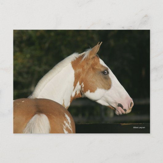 Carte Postale Bob Langrish | Capture d'écran du cheval de peintu (Devant)