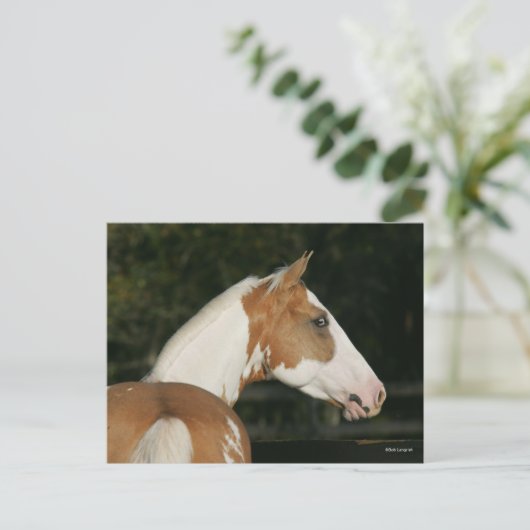 Carte Postale Bob Langrish | Capture d'écran du cheval de peintu (Debout devant)