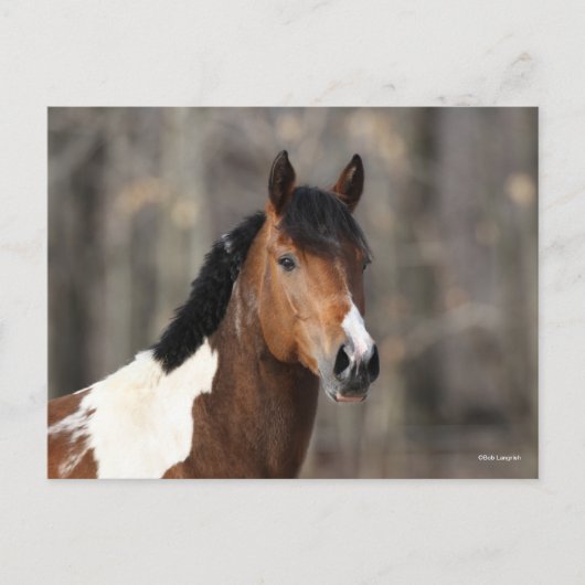 Carte Postale Bob Langrish | Capture d'écran du Cheval de peintu (Devant)