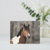 Carte Postale Bob Langrish | Capture d'écran du Cheval de peintu (Debout devant)