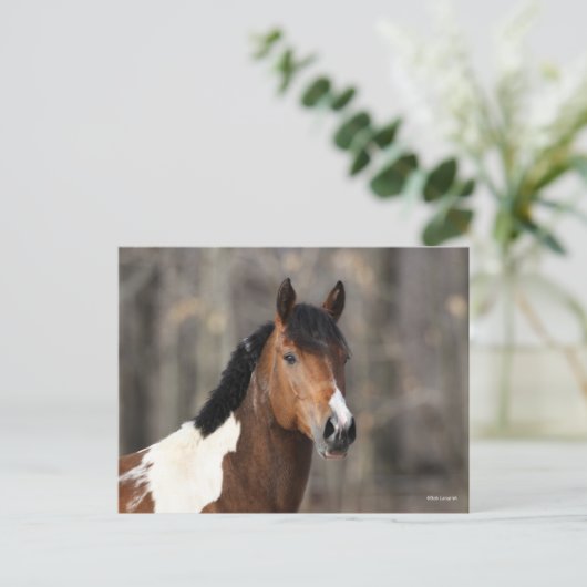 Carte Postale Bob Langrish | Capture d'écran du Cheval de peintu (Debout devant)