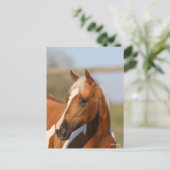 Carte Postale Bob Langrish | Capture d'écran du Cheval de peintu (Debout devant)