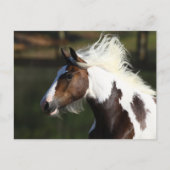 Carte Postale Bob Langrish | Capture d'écran du Cheval du Tambou (Devant)