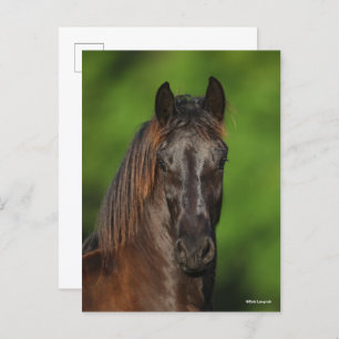 Carte Postale Bob Langrish   Capture d'écran du cheval friésien