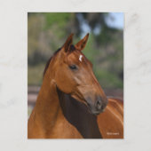 Carte Postale Bob Langrish | Capture d'écran du Cheval sportif c (Devant)