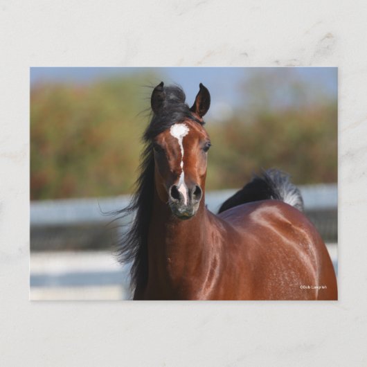 Carte Postale Bob Langrish | Capture d'écran du Colt arabe Bay (Devant)