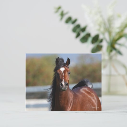 Carte Postale Bob Langrish | Capture d'écran du Colt arabe Bay (Debout devant)