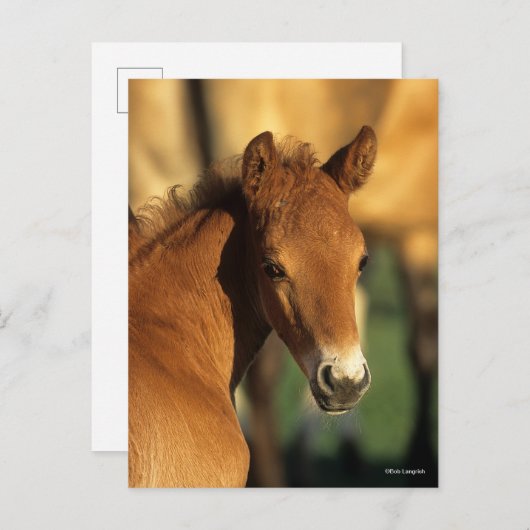 Carte Postale Bob Langrish | Capture d'écran du poulain du quart (Devant / Derrière)