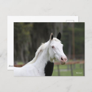 Carte Postale Bob Langrish   Capture d'écran d'un cheval en sang