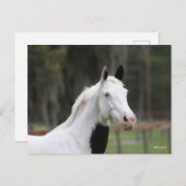 Carte Postale Bob Langrish | Capture d'écran d'un cheval en sang (Devant / Derrière)