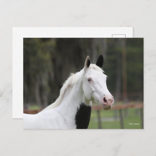 Carte Postale Bob Langrish | Capture d'écran d'un cheval en sang (Devant / Derrière)