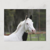 Carte Postale Bob Langrish | Capture d'écran d'un cheval en sang (Devant)