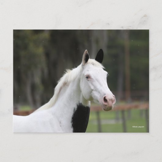Carte Postale Bob Langrish | Capture d'écran d'un cheval en sang (Devant)