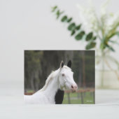Carte Postale Bob Langrish | Capture d'écran d'un cheval en sang (Debout devant)