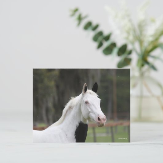 Carte Postale Bob Langrish | Capture d'écran d'un cheval en sang (Debout devant)