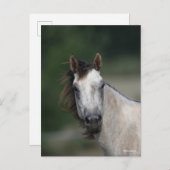 Carte Postale Bob Langrish | Capture d'écran d'un cheval gris (Devant / Derrière)