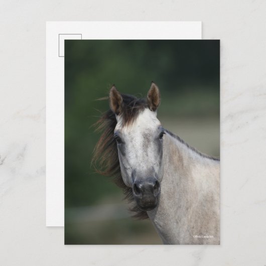 Carte Postale Bob Langrish | Capture d'écran d'un cheval gris (Devant / Derrière)