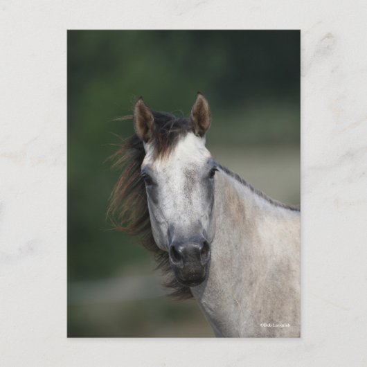 Carte Postale Bob Langrish | Capture d'écran d'un cheval gris (Devant)