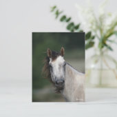 Carte Postale Bob Langrish | Capture d'écran d'un cheval gris (Debout devant)