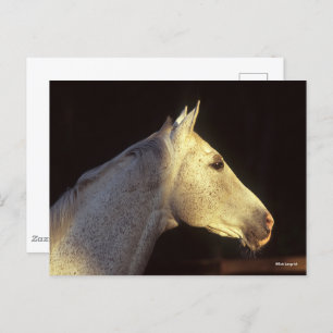 Carte Postale Bob Langrish   Capture d'écran Gray Thoroughbred S