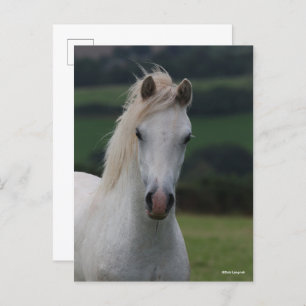 Carte Postale Bob Langrish   Capture d'écran Gris Welsh Pony
