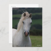 Carte Postale Bob Langrish | Capture d'écran Gris Welsh Pony (Devant / Derrière)