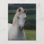 Carte Postale Bob Langrish | Capture d'écran Gris Welsh Pony (Devant)