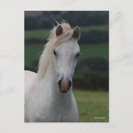 Carte Postale Bob Langrish | Capture d'écran Gris Welsh Pony (Devant)