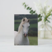 Carte Postale Bob Langrish | Capture d'écran Gris Welsh Pony (Debout devant)