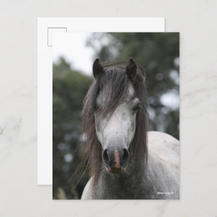 Carte Postale Bob Langrish   Capture d'écran Gris Welsh Pony