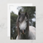Carte Postale Bob Langrish | Capture d'écran Gris Welsh Pony (Devant / Derrière)