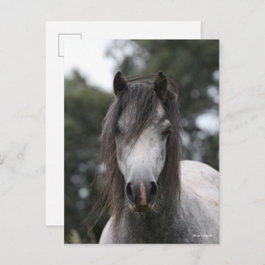 Carte Postale Bob Langrish | Capture d'écran Gris Welsh Pony (Devant / Derrière)