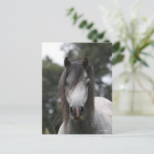 Carte Postale Bob Langrish | Capture d'écran Gris Welsh Pony (Debout devant)