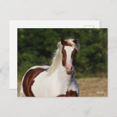 Carte Postale Bob Langrish | Capture d'écran Pinto Haflinger (Devant / Derrière)